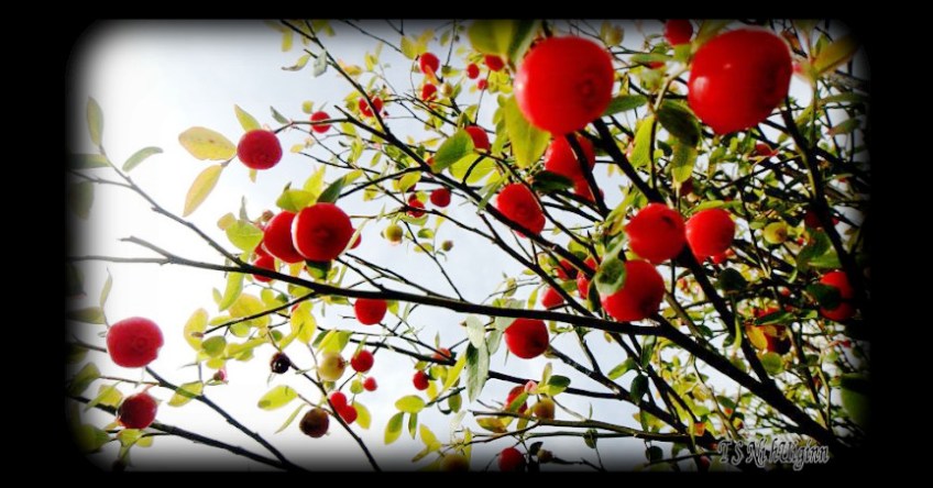 Huckleberries taken with Olympus Evolt E-300 by Coastal Salish Photographer TS Ni hUiginn