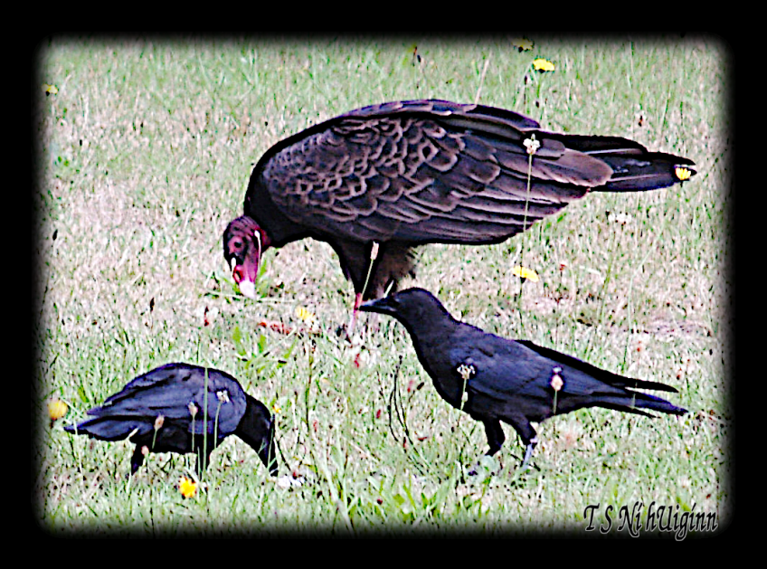 A photograph of two crows (corvus) watching a Turkey Vulture (Cathartes aura) eating a Salmon carcass taken by TS Ni hUiginn taken with Olympus Evolt E-300