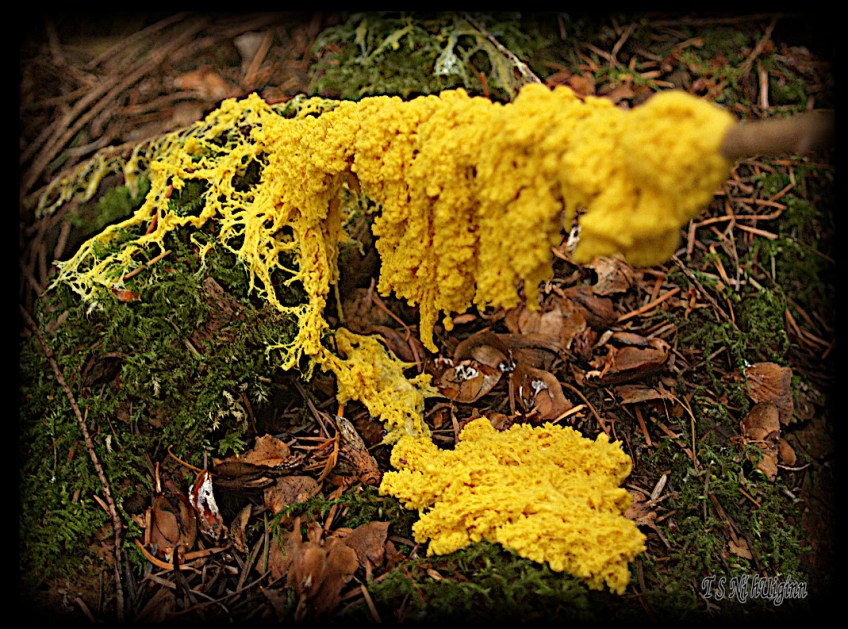 Slime Mold taken with Olympus Evolt E-300 by Coastal Salish Photographer TS Ni hUiginn