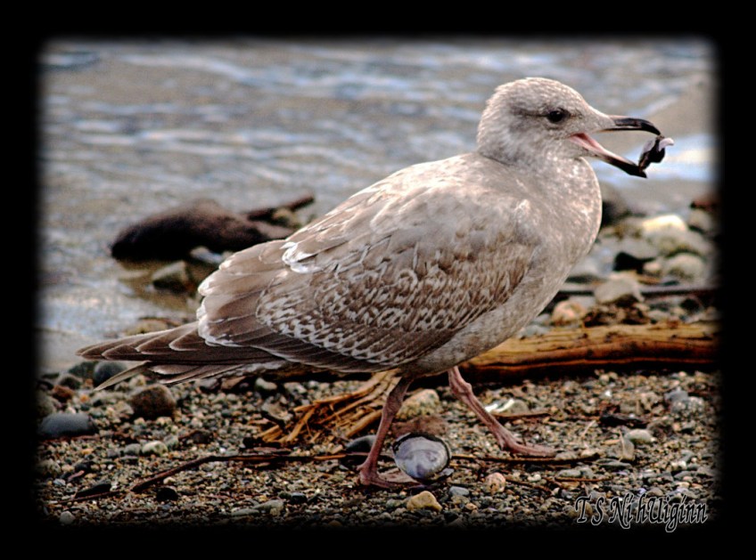 Seagull with a clam taken with Olympus Evolt E-300 by Coastal Salish Photographer TS Ni hUiginn