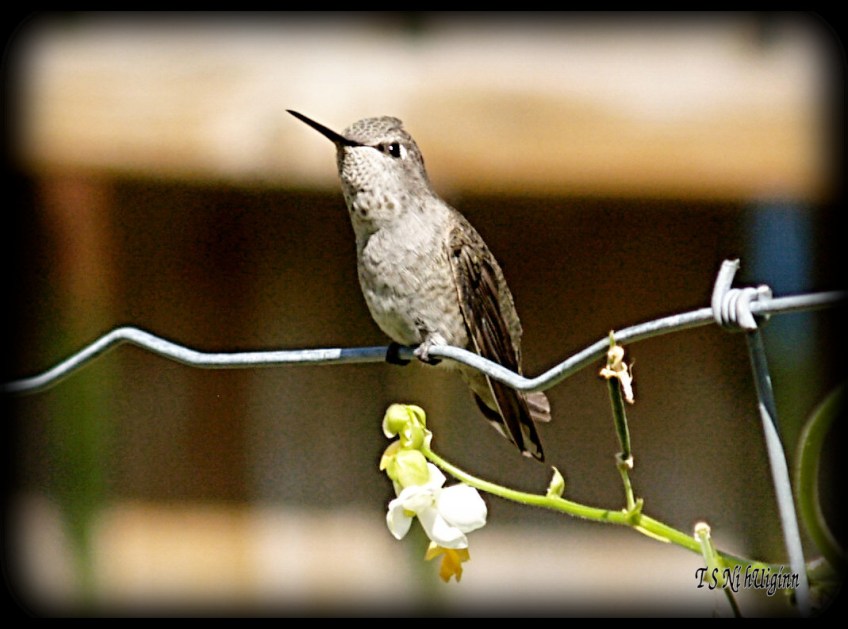 Anna's Hummingbird in a bean patch taken with Olympus Evolt E-300 by Coastal Salish Photographer TS Ni hUiginn