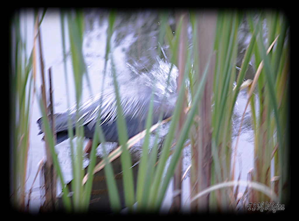 Great Blue Heron taken with Olympus Evolt E-300 by Coastal Salish Photographer TS Ni hUiginn