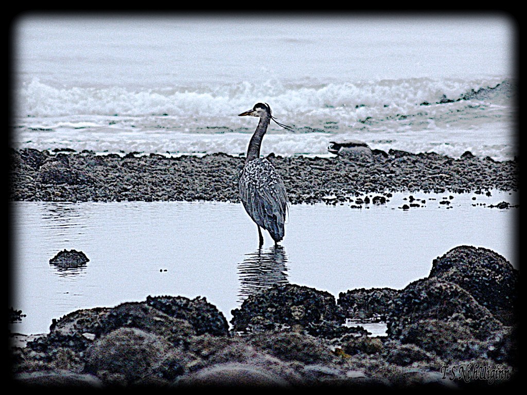 Snow falling on heron taken by Salish photographer TS Ni hUiginn!