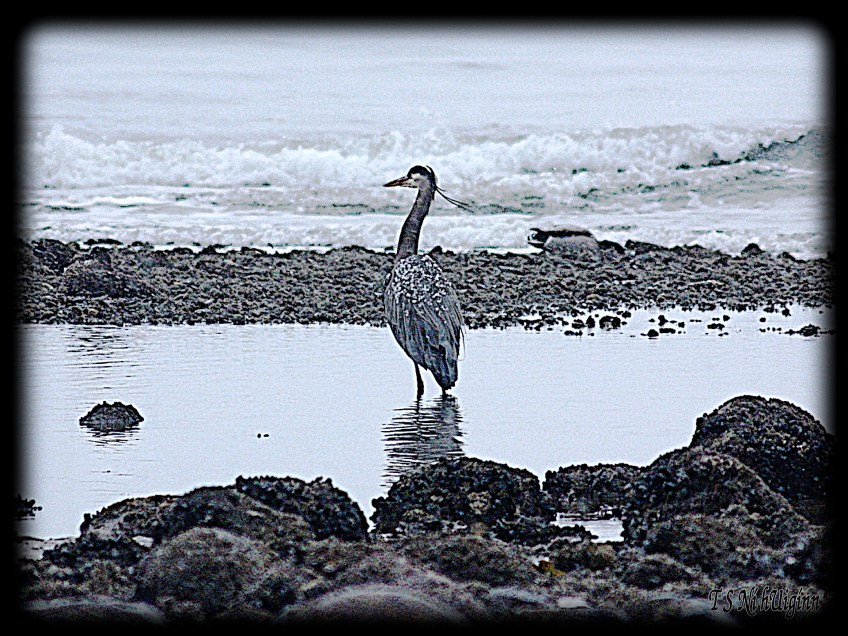 Snow falling on heron taken by Salish photographer TS Ni hUiginn!