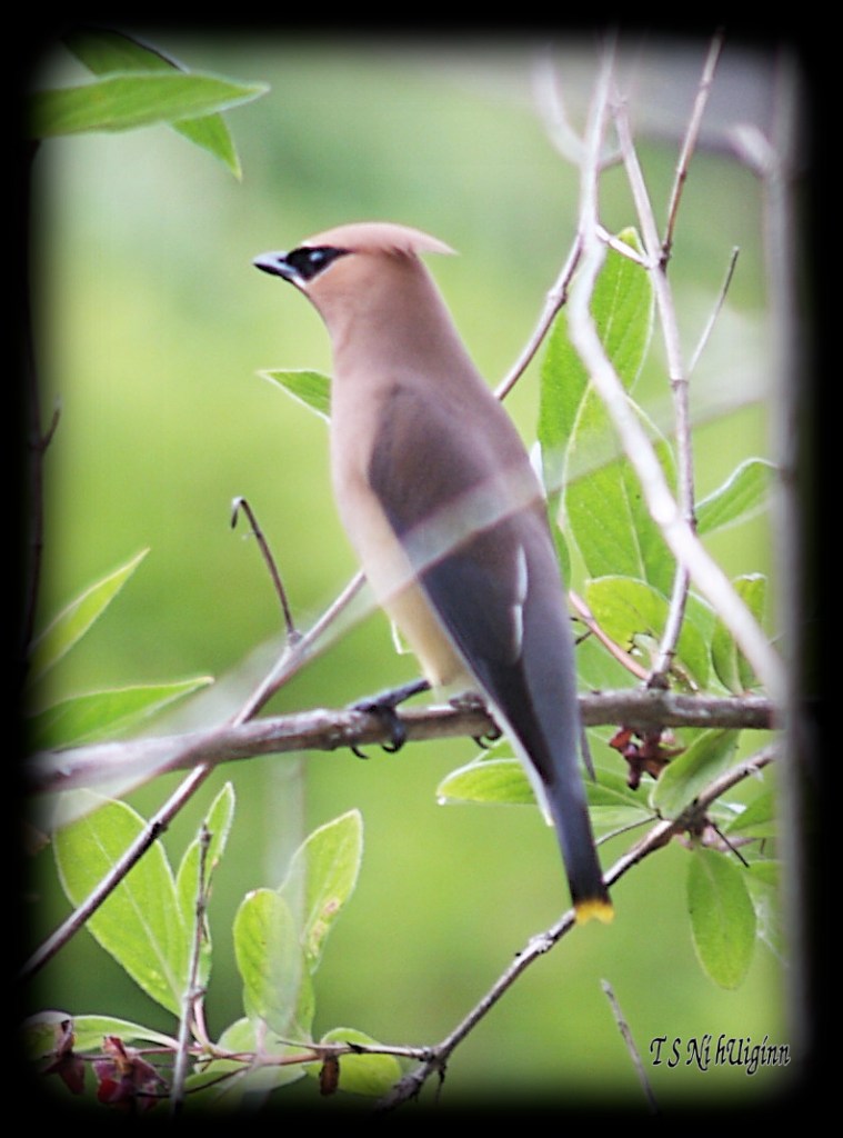 Waxwing taken with Olympus Evolt E-300 by Coastal Salish Photographer TS Ni hUiginn.