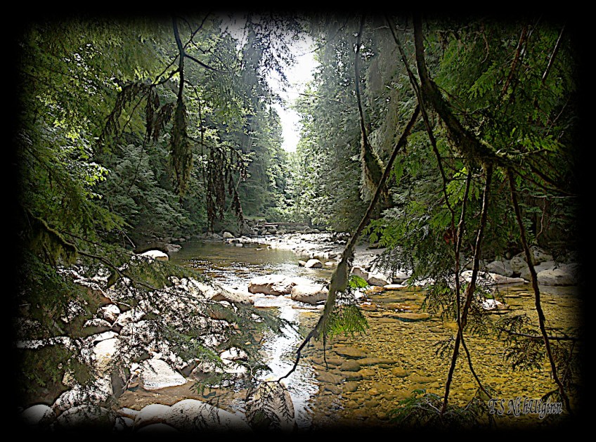 Creek in the Forest taken with Olympus Evolt E-300 by Coastal Salish Photographer TS Ni hUiginn.