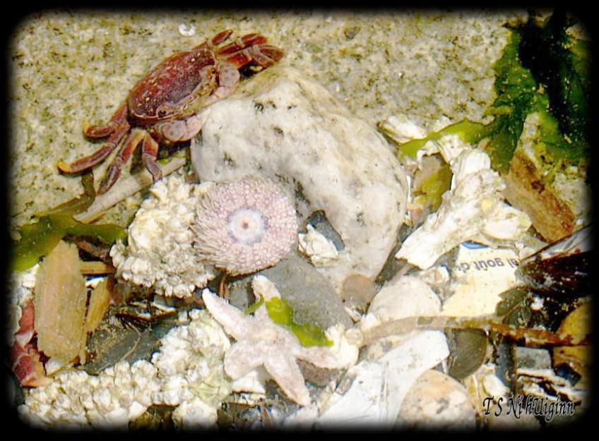 Crab in a tidal pool taken with Olympus Evolt E-300 by Coastal Salish Photographer TS Ni hUiginn