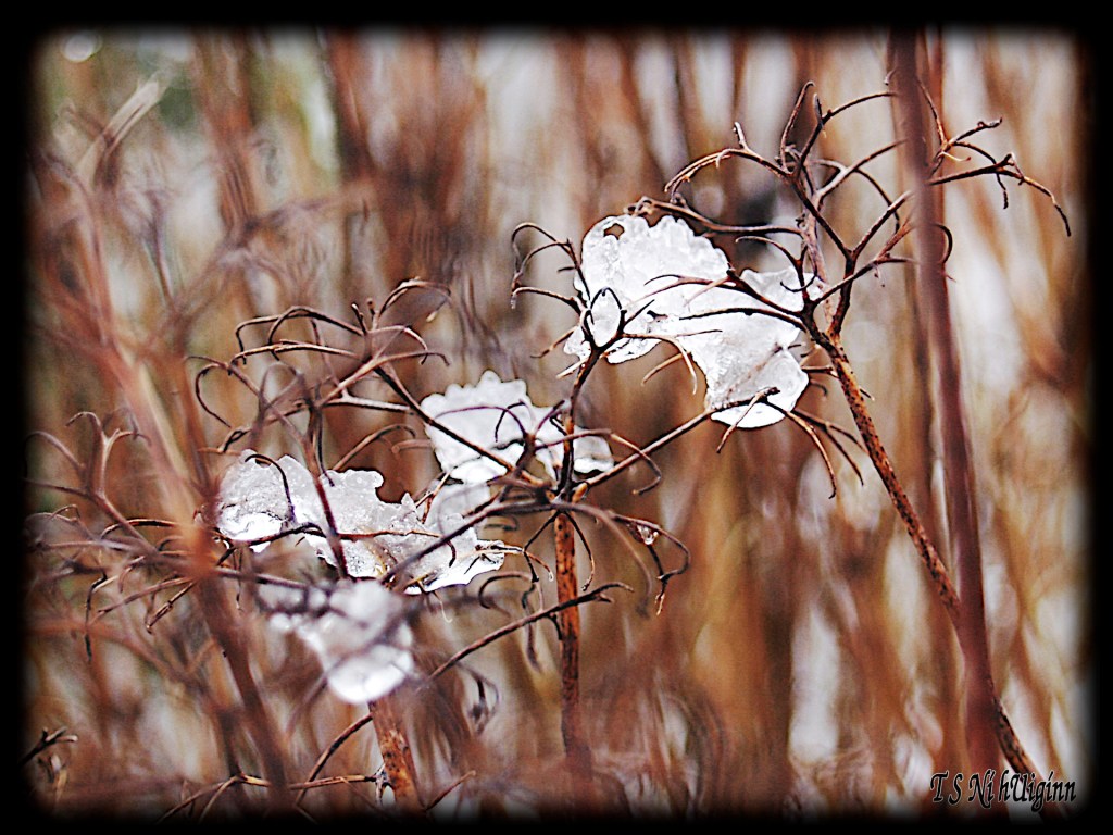 Melting snow taken by Salish photographer TS Ni hUiginn!