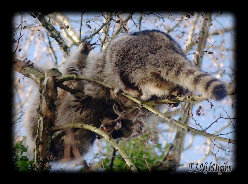 Raccoons fighting in a Tree taken with Olympus Evolt E-300 by Coastal Salish Photographer TS Ni hUiginn