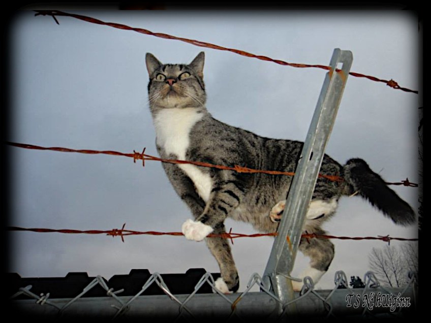 A photograph of a stray tabby taken cat by Salish photographer TS Ni hUiginn