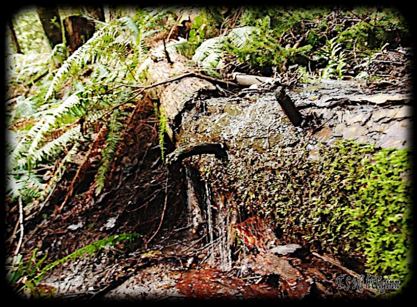 Deep in the Forest taken with Olympus Evolt E-300 by Coastal Salish Photographer TS Ni hUiginn