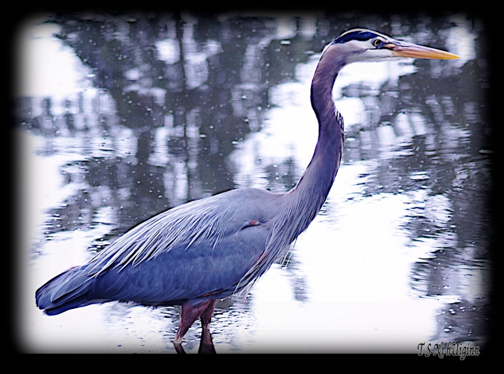 Great Blue Heron taken with Olympus Evolt E-300 by Coastal Salish Photographer TS Ni hUiginn
