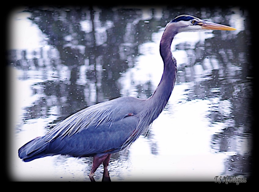 Great Blue Heron taken with Olympus Evolt E-300 by Coastal Salish Photographer TS Ni hUiginn
