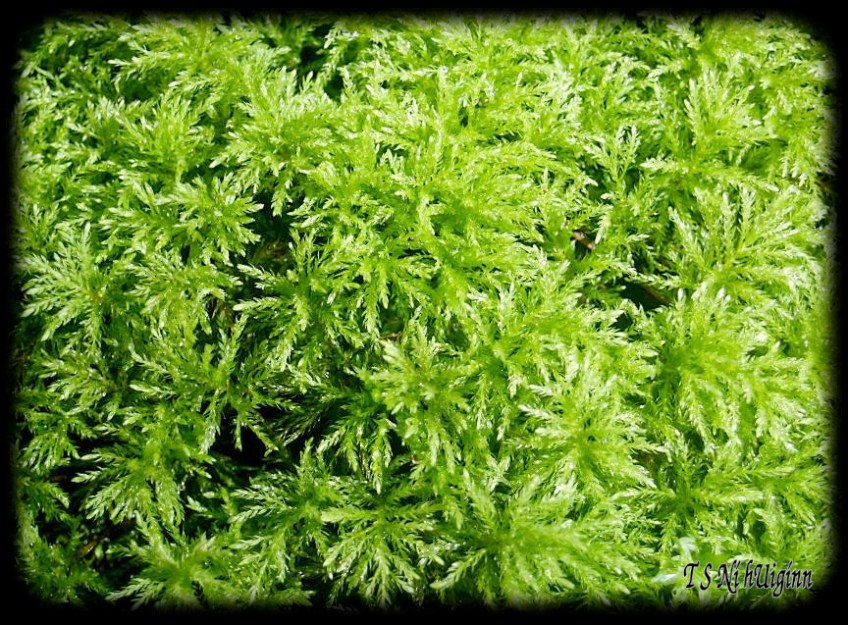 Moss taken with Olympus Evolt E-300 by Coastal Salish Photographer TS Ni hUiginn