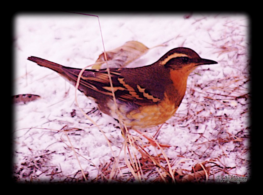 A varied trush taken by coastal salish photographer TS Ni hUiggin