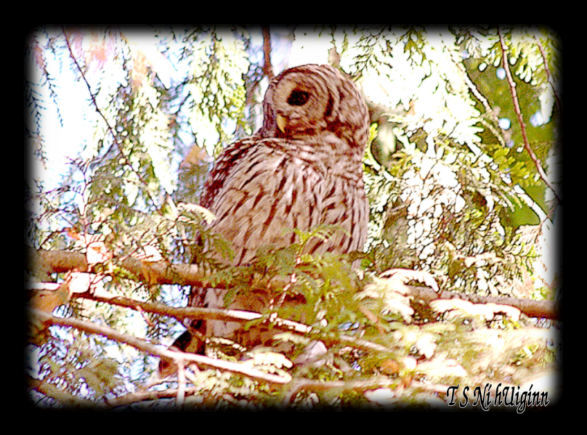 Barred Owl (Strix varia) taken with Olympus Evolt E-300 by Coastal Salish Photographer TS Ni hUiginn
