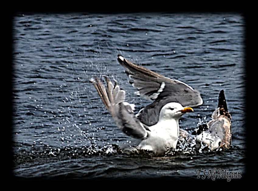Seagull splashing in the Salish Sea taken with Olympus Evolt E-300 by Coastal Salish Photographer TS Ni hUiginn