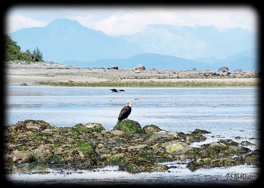Eagle on the Beach taken with Olympus Evolt E-300 by Coastal Salish Photographer TS Ni hUiginn.