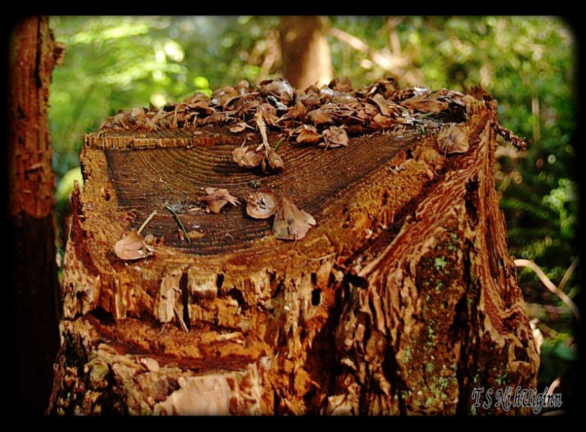 Stump with Douglas squirrel leavings on it taken with Olympus Evolt E-300 by Coastal Salish Photographer TS Ni hUiginn