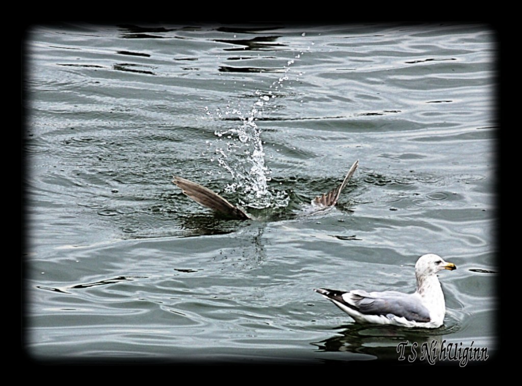 Seagulls diving for starfish in the Salish Sea taken with Olympus Evolt E-300 by Coastal Salish Photographer TS Ni hUiginn