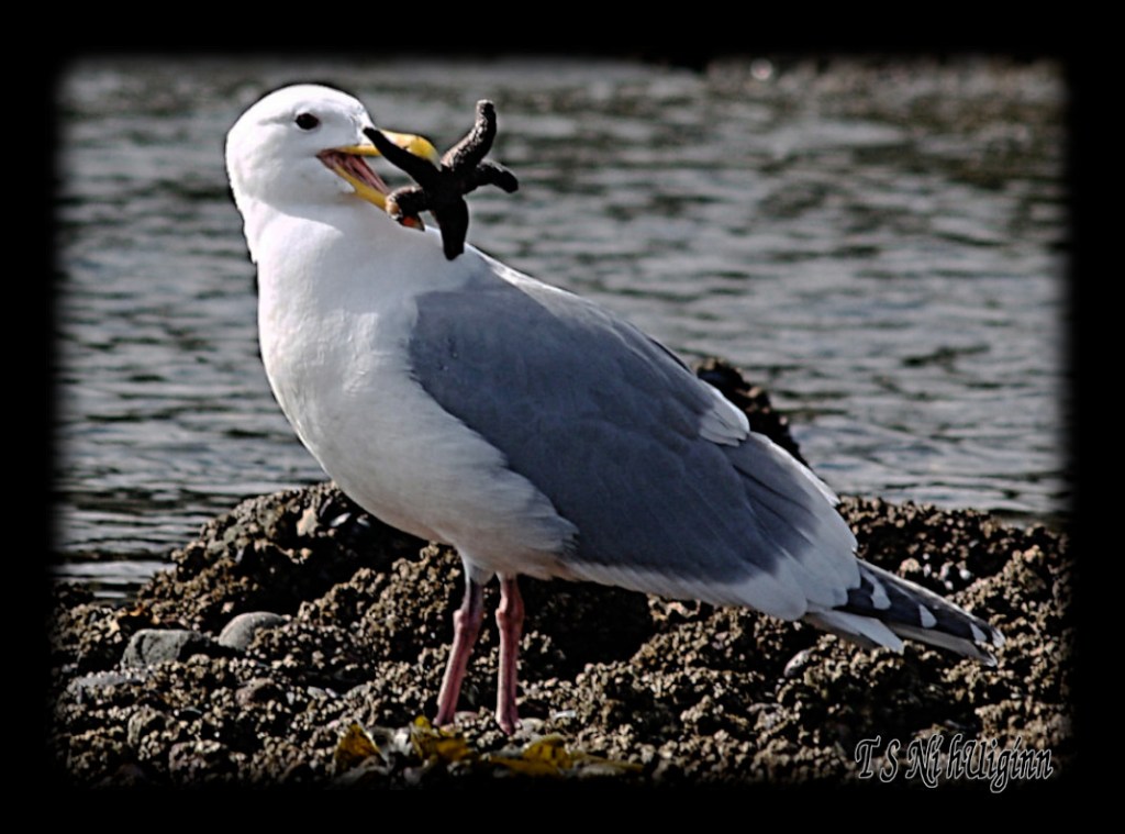 Seagull with a Starfish taken with Olympus Evolt E-300 by Coastal Salish Photographer TS Ni hUiginn