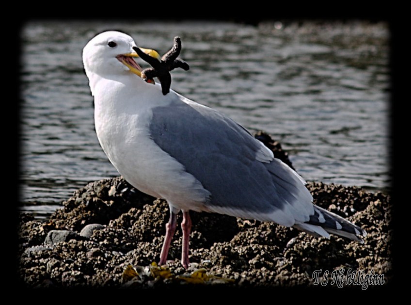 Seagull with a Starfish taken with Olympus Evolt E-300 by Coastal Salish Photographer TS Ni hUiginn