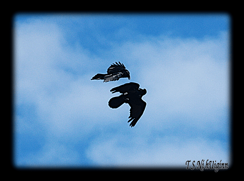 Two Ravens Flying together.
