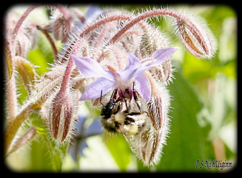 A Bee on a flower taken with Olympus Evolt E-300 by Coastal Salish Photographer TS Ni hUiginn