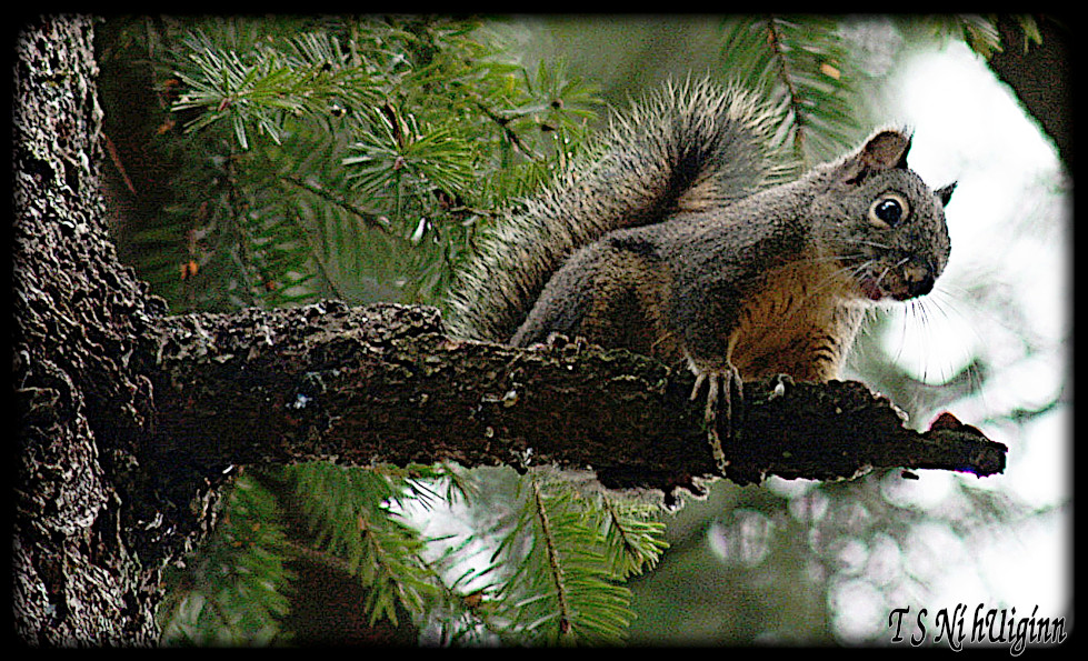 An adult Douglas Squirrel perched in a fir tree.