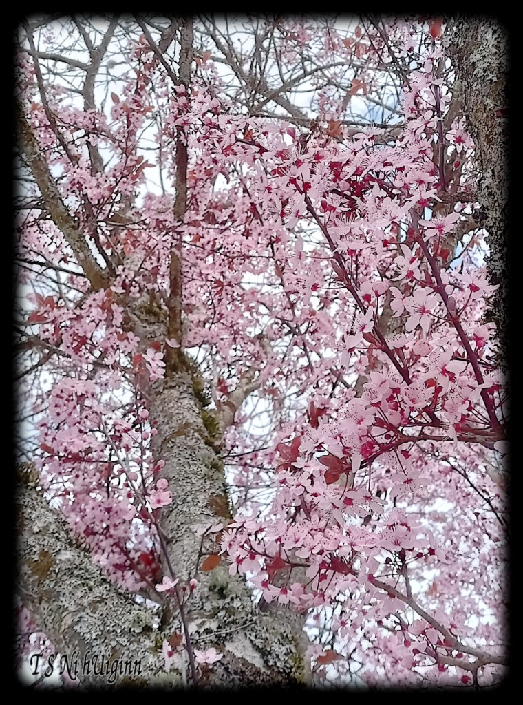Pink Blossoms on a mossy tree taken by Salish photographer TS Ni hUiginn