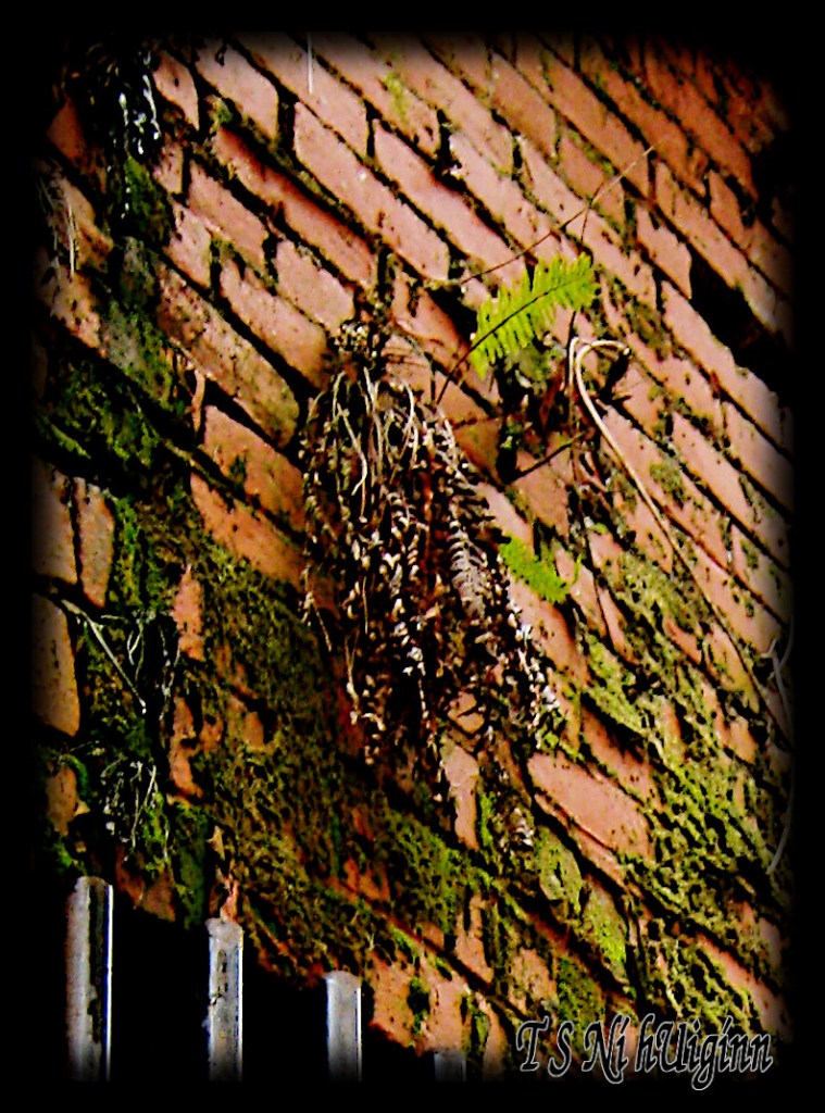 A fern growing out of a building in the DTES taken by Salish photographer TS Ni hUiginn