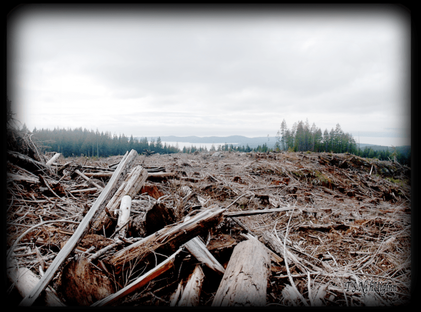 Photograph of Vancouver Island taken from a mountain top clear cut from the Sunshine Coast BC with Olympus Evolt E-300 by Coastal Salish Photographer TS Ni hUiginn
