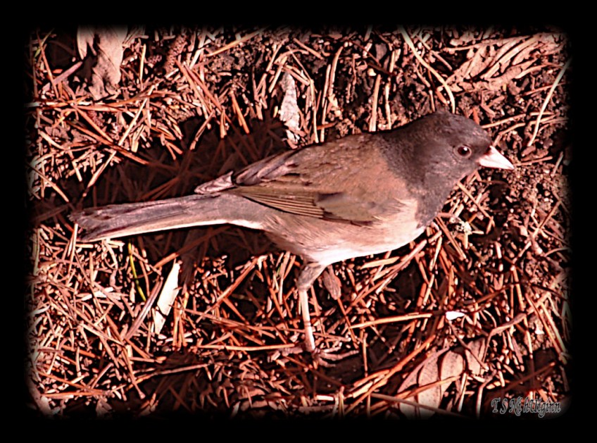 Black eyed junco foraging taken by Coastal Salish Artist TS Ni hUiginn