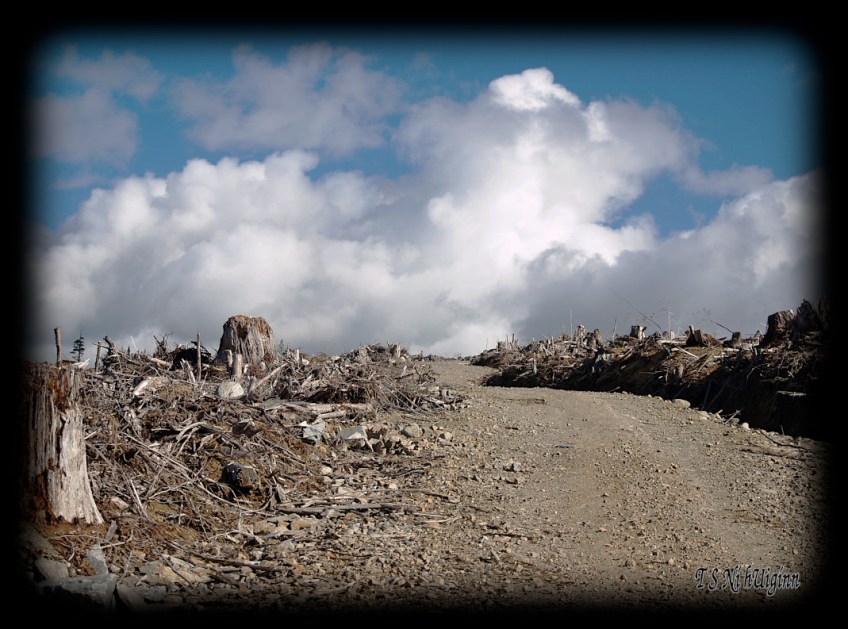 Mountain Top taken with an Olympus Evolt E-300 by Coastal Salish Photographer TS Ni hUiginn.