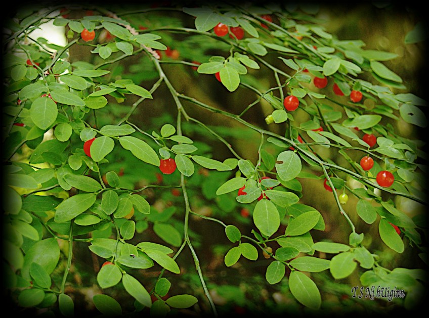 Huckleberries taken with Olympus Evolt E-300 by Coastal Salish Photographer TS Ni hUiginn