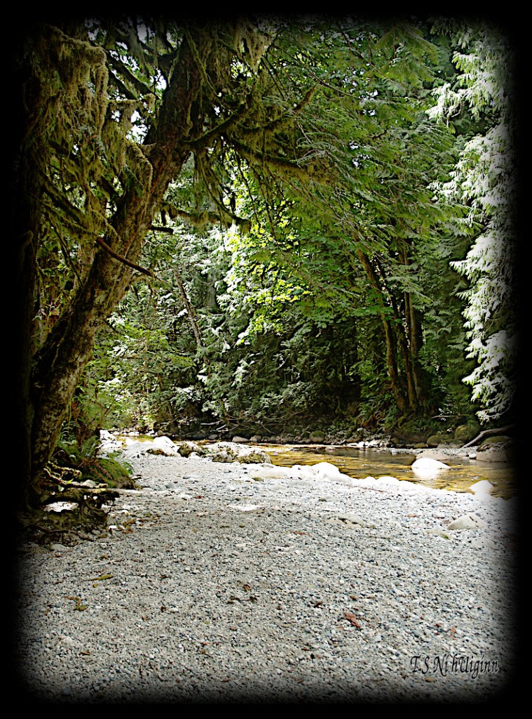In the Forest taken with Olympus Evolt E-300 by Coastal Salish Photographer TS Ni hUiginn
