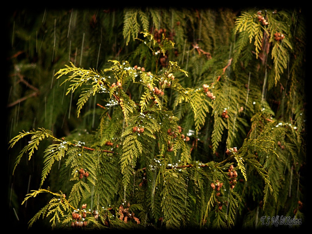 Hail taken by Salish photographer TS Ni hUiginn!