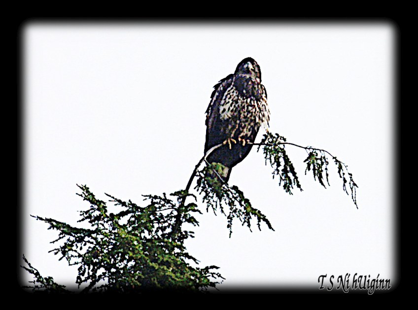 A photograph of a young Bald Eagle (Haliaeetus leucocephalus) perching on a cedar tree taken by TS Ni hUiginn.