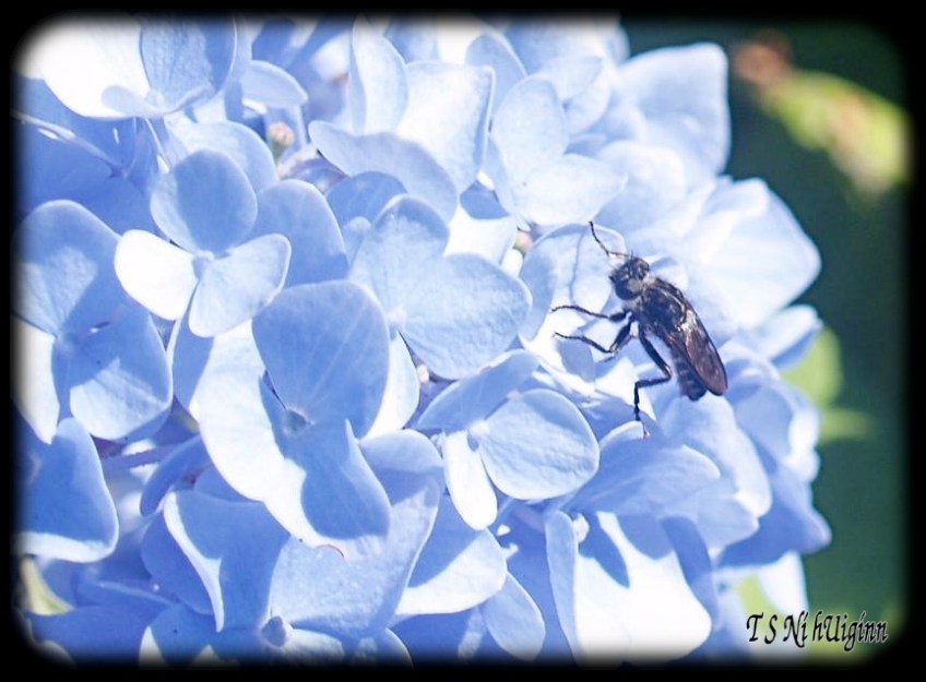 Fly on a flower taken with Olympus Evolt E-300 by Coastal Salish Photographer TS Ni hUiginn