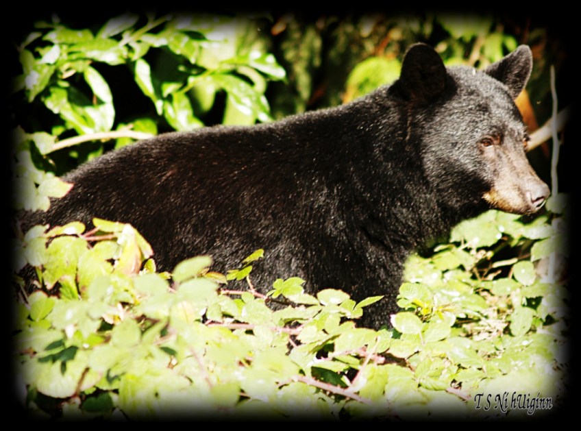 Black Bear in the Blackberries taken with Olympus Evolt E-300 by Coastal Salish Photographer TS Ni hUiginn.