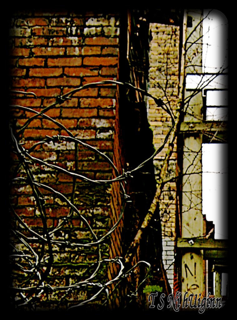 A tree and fern growing out of a a building in the DTES taken by Salish photographer TS Ni hUiginn