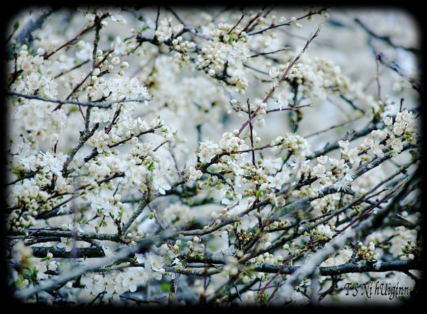 White Blossoms taken with Olympus Evolt E-300 by Coastal Salish Photographer TS Ni hUiginn