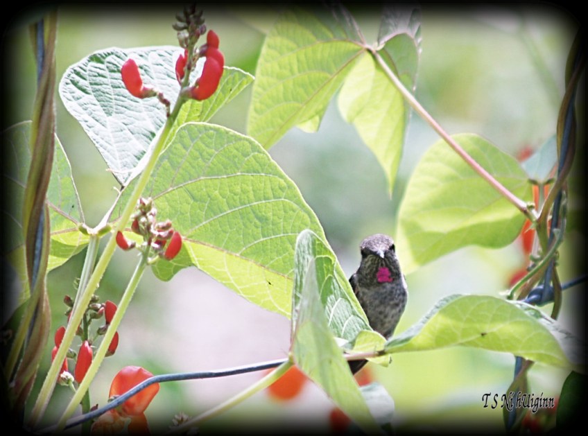 Anna's Hummingbird in a bean patch taken with Olympus Evolt E-300 by Coastal Salish Photographer TS Ni hUiginn