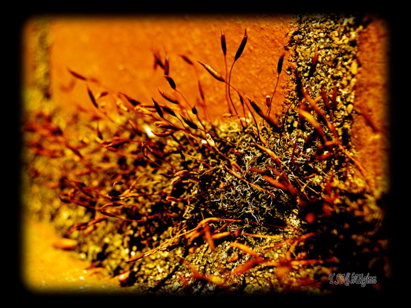 Moss taken with Olympus Evolt E-300 by Coastal Salish Photographer TS Ni hUiginn.