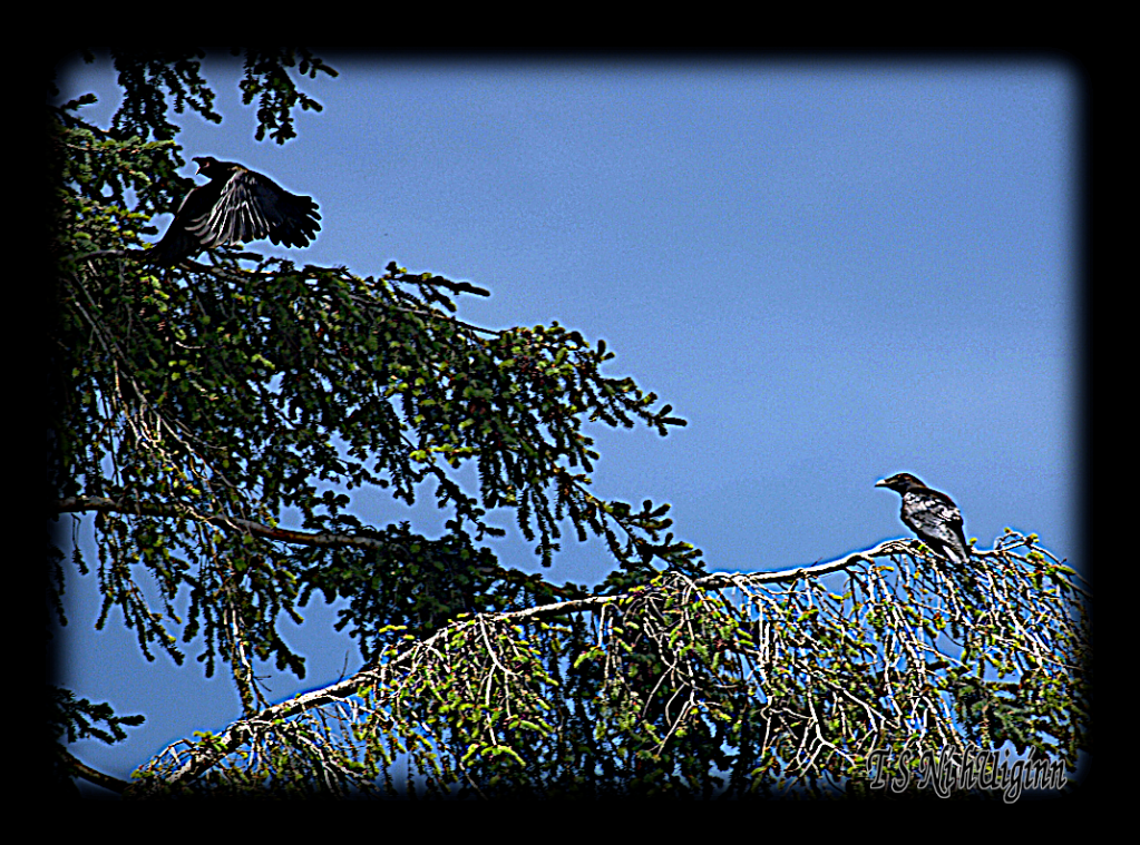 An Adult Raven supervising its flying Chick from a branch