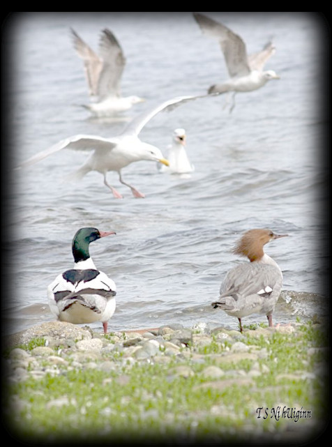 Ducks taken with Olympus Evolt E-300 by Coastal Salish Photographer TS Ni hUiginn