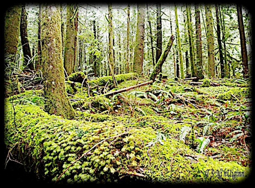 Deep in the Forest taken with Olympus Evolt E-300 by Coastal Salish Photographer TS Ni hUiginn