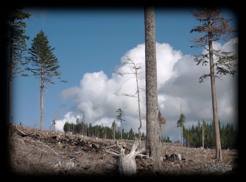 Mountain Top taken with an Olympus Evolt E-300 by Coastal Salish Photographer TS Ni hUiginn.