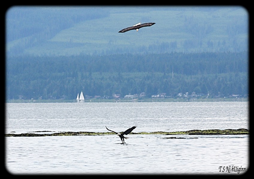 Bald Eagles hunting in the Salish Sea taken with Olympus Evolt E-300 by Coastal Salish Photographer TS Ni hUiginn.