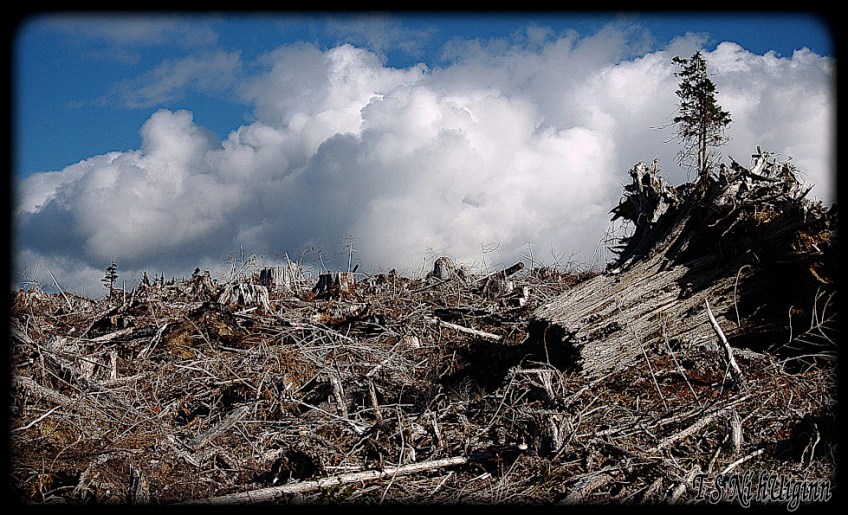 Clouds embrace a clear-cut taken with Olympus Evolt E-300 by TS Ni hUiginn